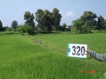 74620320a-irrigated-canal-rice.jpg