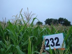 128300232c-rainfed-agriculture-maize.gif