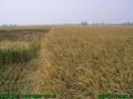 43222007.10.23.st2.JPG