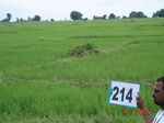 127670214b-irrigated-canal-rice.gif