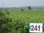 71940241c-rainfed-agriculture-sorghum.jpg