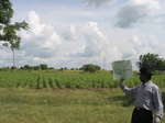 7956gt84b_cropland_sunflower.jpg