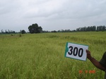 130740300a-rainfed-agriculture-rice-doublecrop-wheat-greenpeas.gif