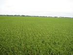 15742IMG_4830.JPG