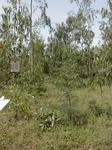 12117GT118_Eucalypt_plantation.JPG