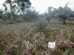 12321GT218_pineapple.JPG