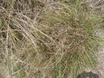 2017-07-01_17-14-33_July_2017_ground_lat30.017506_long-98.048516.JPG
