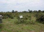 12152GT150_Fallow.JPG
