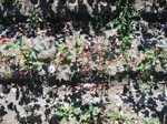 8146vp-026-Farm land (Surface water) Cotton-a.jpg