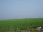 131920330c-irrigated-canal-rice.gif