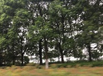 2017-09-10_08-39-50_9C54AE72-DA1C-436F-9802-94D498A5D0F9.jpg