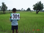 73930301a-rainfed-agriculture-rice.jpg