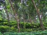 547111052008(41).JPG