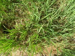 1799720091120_gt01a_Agriculture_Rice_Irrigated_Triple_Continous.JPG