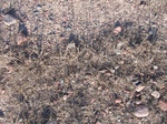 8150vp-032-Rangeland, short grasses and open lands-a.jpg