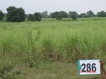 73450286d-irrigated-supplemental-groundwater-sugarcane.jpg