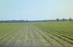 2022-05-26_14-16-15_25ED373D-C020-43E4-97EB-6AC034CA1766_1_201_a.jpeg