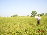 6517gt038-cropland-1.jpg