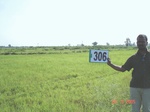 74120306c-irrigated-supplemental-groundwater-tubewell-rice.jpg