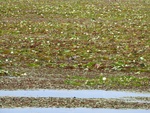 2017-06-12_12-50-22_DSCN3781.JPG