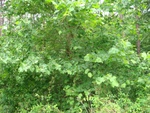 2018-06-02_15-03-43_DSC02508.JPG