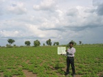 7957gt85a_groundnut_crop.jpg