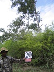 824421-plantation-abandant-eucaluptus-open-shrubsa.jpg