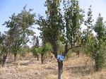 8058045-Irrigated (SW) orchards-a.jpg