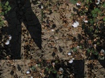 11605vp-056-Irrigated (Surface water) cotton-a.jpg