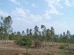 489302052008(86).JPG