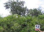 832351-forest-remanant-degraded-iucn-a.jpg