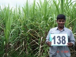 125070138a-irrigated-supplemental-major-lift-irrigation-sugarcane.gif