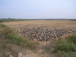 4559RIMG0010.JPG
