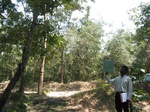 7750gt014c-forests-Y-sec.jpg