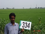 132040334a-irrigated-canal-rice.gif