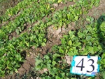 8055043-Irrigated (SW) mixed vegetables-b.jpg