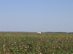 10313071-Irrigated (Surface water) cotton-c.jpg