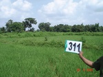 74290311c-irrigated-canal-rice.jpg
