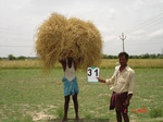 6183031a-irrigated-supplemental-tank-rice-double-crop.jpg