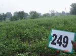 128860249a-rainfed-irrigated-groundwater-cotton-dominant-sugarcane-gram.gif