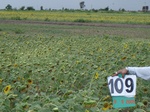 124100109b-rainfed-agriculture-sunflower.gif