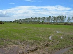 1799120091012_gt01a_Agriculture_Rice_Irrigated_Triple_Continous.JPG
