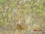 1799420091029_gt01a_Agriculture_Rice_Irrigated_Triple_Continous.JPG