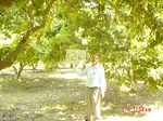 11336gt126-orchard-1.jpg