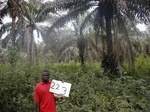 12326GT223_oilpalm_plantation_with_chromolaena.JPG