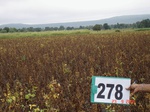 73200278b-rainfed-agriculture-soyabean.jpg