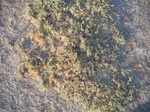 10375vp-065-Rangeland-saline soil-a.jpg