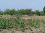 513922042008(80).JPG