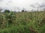 2012-09-07_10-19-56_CIMG6739.JPG