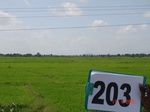 70810203a-irrigated-supplemental-tank-rice.jpg